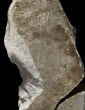 The pieces of an enormous marble map were once erected against the Templum in Rome (Sovrintendenza Capitolina A Beni Culturali). Image of The pieces of an enormous marble map were once erected against the Templum in Rome (Sovrintendenza Capitolina A Beni Culturali).