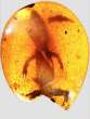 99-million-year-old creatures give scientists important insights (David Grimaldi). Image of 99-million-year-old creatures give scientists important insights (David Grimaldi).