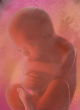 Sanders and Clinton are pro-life (Yoav Levy). Image of Sanders and Clinton are pro-life (Yoav Levy).