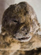 Scientists want to bring 12,000-year-old lions to life (The Siberian Times). Image of Scientists want to bring 12,000-year-old lions to life (The Siberian Times).