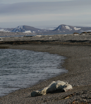 A polar bear lies dead on an Arctic beach that ought to be covered in ice. The record warm temperatures have resulted in havoc on Arctic ecosystems. A polar bear lies dead on an Arctic beach that ought to be covered in ice. The record warm temperatures have resulted in havoc on Arctic ecosystems.