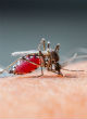 Zika is expected to spread across the tropic and subtropical areas in Asia, Africa and the Americas (123rf). Image of Zika is expected to spread across the tropic and subtropical areas in Asia, Africa and the Americas (123rf).