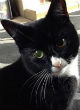 Puss-Puss miraculously survived shotgun wounds (PA). Image of Puss-Puss miraculously survived shotgun wounds (PA).