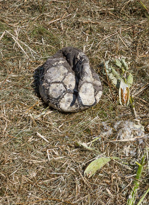 A 7-year-old boy was executed for swearing while playing soccer with friends (Paul Roedding Photography). A 7-year-old boy was executed for swearing while playing soccer with friends (Paul Roedding Photography).