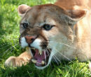 The lion was eventually tracked and killed (American Expedition). Image of The lion was eventually tracked and killed (American Expedition).
