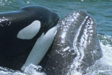 Humpback whales fight orcas to the death. Image of Humpback whales fight orcas to the death.