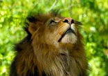 Image of