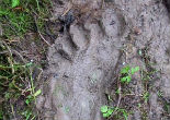 Was Bigfoot sighted in Indonesia (YouTube)? Image of Was Bigfoot sighted in Indonesia (YouTube)?