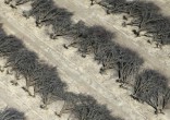 Over 100 million trees have died (Lucy Nicholson/Reuters). Image of Over 100 million trees have died (Lucy Nicholson/Reuters).