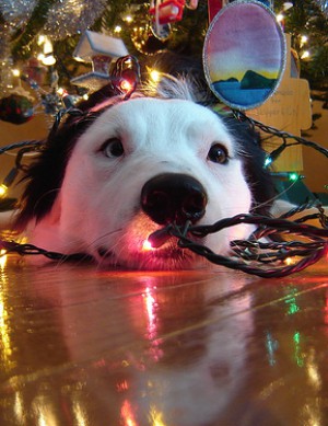 What to do after Christmas. What to do after Christmas.