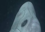 What is this mechanical-looking fish? Image of What is this mechanical-looking fish?