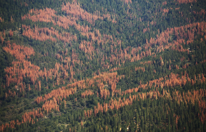 These trees are dead and they're not coming back. And they will burn. These trees are dead and they're not coming back. And they will burn.