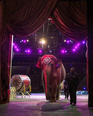 The Ringling Bros. and Barnum & Baily Circus will close after 146 years (Todd Hesler). The Ringling Bros. and Barnum & Baily Circus will close after 146 years (Todd Hesler).