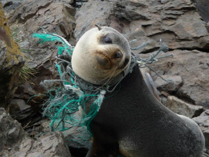 A seal is choked by plastic. As it grows, its circulation and breathing will be restricted, as well as its ability to hunt or escape diminished. For each animal we see, there are hundreds we never see to help. A seal is choked by plastic. As it grows, its circulation and breathing will be restricted, as well as its ability to hunt or escape diminished. For each animal we see, there are hundreds we never see to help.