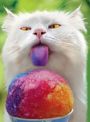 Check our some cute animals to brighten your day. Check our some cute animals to brighten your day.