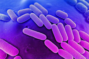 Klebsiella pneumoniae is a common bacteria found virtually everywhere. But at least one strain is resistant to all antibiotics. Klebsiella pneumoniae is a common bacteria found virtually everywhere. But at least one strain is resistant to all antibiotics.