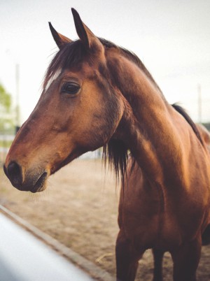 Evidence of stone tools used on a horse's jaw means humans arrived in North America thousands of years earlier than previously believed. Evidence of stone tools used on a horse's jaw means humans arrived in North America thousands of years earlier than previously believed.