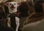 Animal activists say their pets have souls and deserve to be allowed into church. Image of Animal activists say their pets have souls and deserve to be allowed into church.