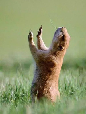 Those of us in California are praising the Lord for six more weeks of winter. The rest of the nation, perhaps not so much? Those of us in California are praising the Lord for six more weeks of winter. The rest of the nation, perhaps not so much?