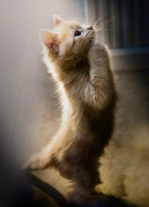 Did you know even animals pray? Amazing images reveal dangerous bests in  adorably pious poses - Living Faith - Home & Family - News - Catholic Online