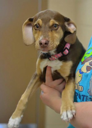 Peanut didn't let her past affect her feelings toward humans (Delta Animal Shelter/Facebook). Peanut didn't let her past affect her feelings toward humans (Delta Animal Shelter/Facebook).