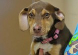 Peanut didn't let her past affect her feelings toward humans (Delta Animal Shelter/Facebook). Image of Peanut didn't let her past affect her feelings toward humans (Delta Animal Shelter/Facebook).