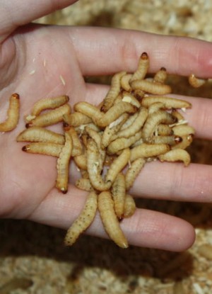 Are wax worms the answer to our plastic waste problem? Are wax worms the answer to our plastic waste problem?