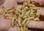Are wax worms the answer to our plastic waste problem? Image of Are wax worms the answer to our plastic waste problem?