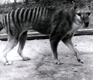 The last known Tasmanian tiger died in captivity in 1936 - but could they still be alive? The last known Tasmanian tiger died in captivity in 1936 - but could they still be alive?