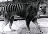 The last known Tasmanian tiger died in captivity in 1936 - but could they still be alive? Image of The last known Tasmanian tiger died in captivity in 1936 - but could they still be alive?