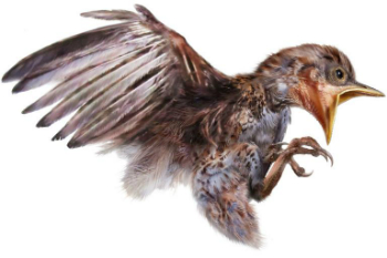 The bird as it would appear if it were removed from the amber. The bird as it would appear if it were removed from the amber.