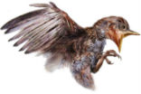 The bird as it would appear if it were removed from the amber. Image of The bird as it would appear if it were removed from the amber.
