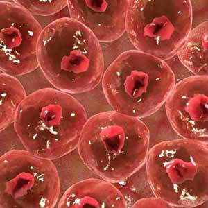 Tests involving mice aim to prove the possibility. Tests involving mice aim to prove the possibility.