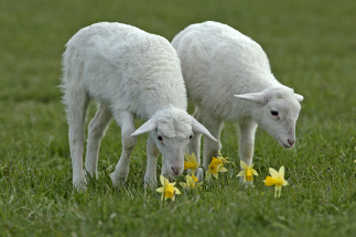 St. Croix Sheep. St. Croix Sheep.