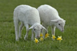 St. Croix Sheep. Image of St. Croix Sheep.