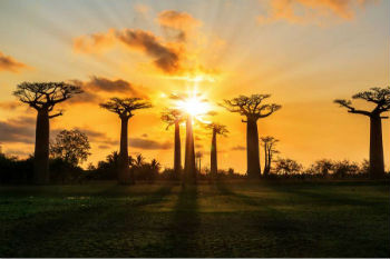 Madagascar Madagascar