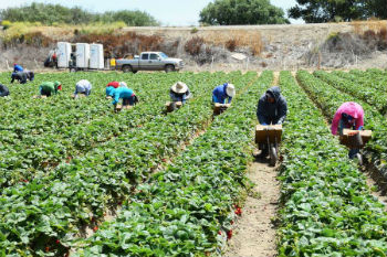 Agriculture workers Image of Agriculture workers