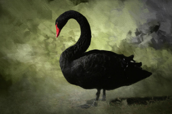 In economics a 'black swan' is an unpredictable event which has potentially severe consequences. Image of In economics a 'black swan' is an unpredictable event which has potentially severe consequences.