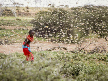 A plague of locusts, perhaps the worst in modern times, is developing in Africa and will impact Somalia, Ethiopia, and Kenya the hardest. A plague of locusts, perhaps the worst in modern times, is developing in Africa and will impact Somalia, Ethiopia, and Kenya the hardest.