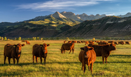 It isn't all the same! Pasture-raised beef has a number of important benefits, some don't know about. Image of It isn't all the same! Pasture-raised beef has a number of important benefits, some don't know about.