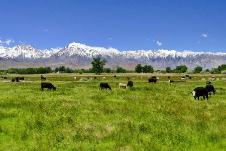 How Montana Ranch and Cattle Improves Animal Welfare How Montana Ranch and Cattle Improves Animal Welfare