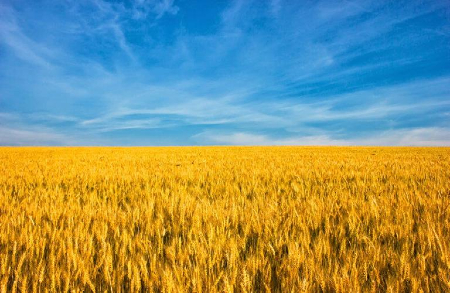 How critical is Ukrainian wheat? Image of How critical is Ukrainian wheat?