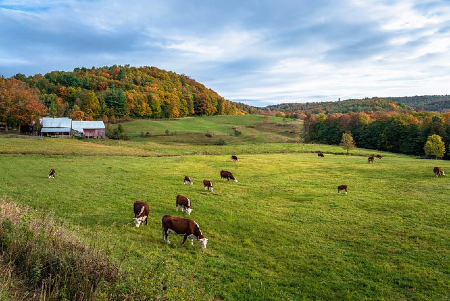 Is pastured beef really better? Image of Is pastured beef really better?