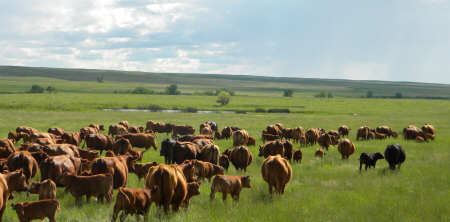 What does ranching have to do with Catholic education?