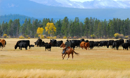 There is a long relationship between the Church, ranching, and education. There is a long relationship between the Church, ranching, and education.