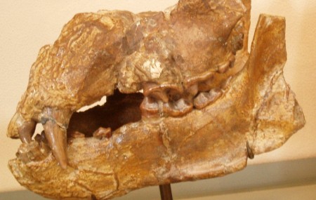 Fossil of the Plithocyon armagnacensis, an extinct bear. (Wikimedia Commons - 'Ushikawa Man' not pictured) Fossil of the Plithocyon armagnacensis, an extinct bear. (Wikimedia Commons - 'Ushikawa Man' not pictured)