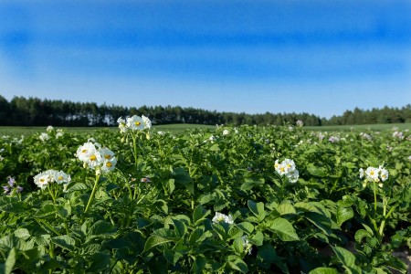 Potato field with green bushes of flowering potatoes. Potato field with green bushes of flowering potatoes.
