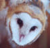 Image of