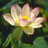 <b>In quietness and in trust shall be your strength.<br>
(Is. 31:15.)</b></p> Image of <b>In quietness and in trust shall be your strength.<br>
(Is. 31:15.)</b></p>