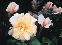 STURDY AND SWEET - Certified EarthKind Roses, like the Perle D’Or, shown above, have been developed to thrive in Texas soil with a minimum of maintenance or chemical pesticides. (Courtesy P.A. Haring/American Rose Society)
<br> Image of STURDY AND SWEET - Certified EarthKind Roses, like the Perle D’Or, shown above, have been developed to thrive in Texas soil with a minimum of maintenance or chemical pesticides. (Courtesy P.A. Haring/American Rose Society)
<br>